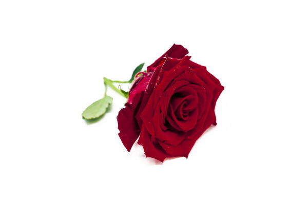 Large-Red-Rose